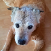 (c) tiere-der-woche.de