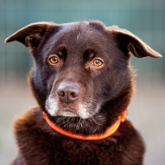 (c) tiere-der-woche.de
