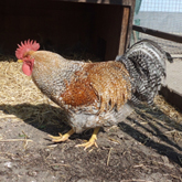 (c) tiere-der-woche.de