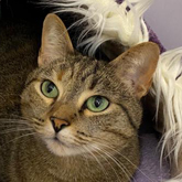 (c) tiere-der-woche.de