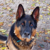 (c) tiere-der-woche.de