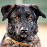 (c) tiere-der-woche.de