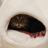 (c) tiere-der-woche.de