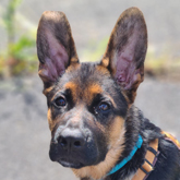 (c) tiere-der-woche.de