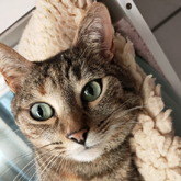 (c) tiere-der-woche.de
