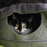 (c) tiere-der-woche.de