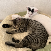 (c) tiere-der-woche.de