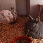 (c) tiere-der-woche.de