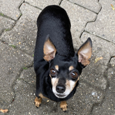 (c) tiere-der-woche.de