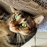 (c) tiere-der-woche.de