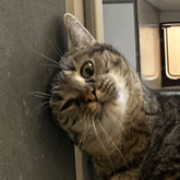 (c) tiere-der-woche.de