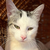 (c) tiere-der-woche.de