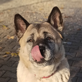 (c) tiere-der-woche.de