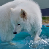 (c) tiere-der-woche.de