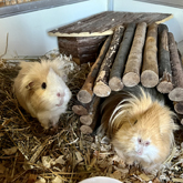 (c) tiere-der-woche.de