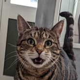 (c) tiere-der-woche.de