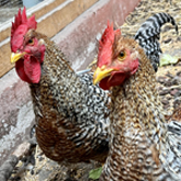 (c) tiere-der-woche.de