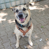 (c) tiere-der-woche.de