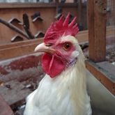 (c) tiere-der-woche.de