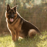 (c) tiere-der-woche.de