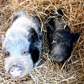 (c) tiere-der-woche.de