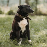 (c) tiere-der-woche.de