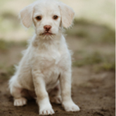 (c) tiere-der-woche.de
