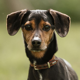 (c) tiere-der-woche.de