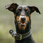 (c) tiere-der-woche.de