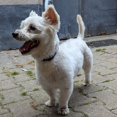 (c) tiere-der-woche.de