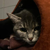 (c) tiere-der-woche.de