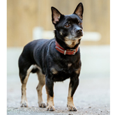 (c) tiere-der-woche.de