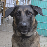 (c) tiere-der-woche.de