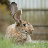 (c) tiere-der-woche.de