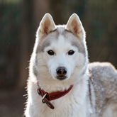 (c) tiere-der-woche.de