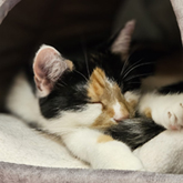 (c) tiere-der-woche.de