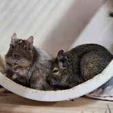 (c) tiere-der-woche.de