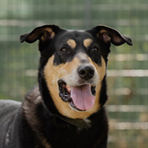 (c) tiere-der-woche.de
