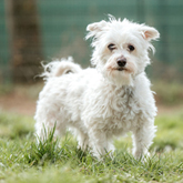 (c) tiere-der-woche.de