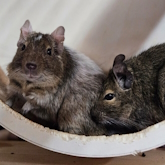 (c) tiere-der-woche.de