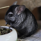 (c) tiere-der-woche.de