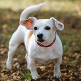 (c) tiere-der-woche.de