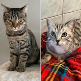 (c) tiere-der-woche.de