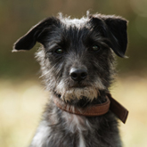 (c) tiere-der-woche.de