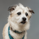 (c) tiere-der-woche.de