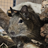 (c) tiere-der-woche.de