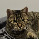 (c) tiere-der-woche.de