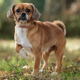 (c) tiere-der-woche.de