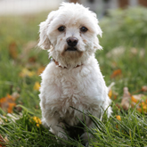 (c) tiere-der-woche.de