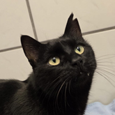 (c) tiere-der-woche.de